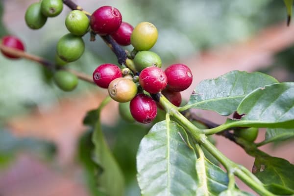 コーヒーの実　枝一本のなかに赤く熟している実と未熟の緑色の実がある