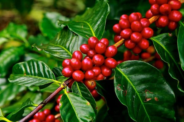 コーヒー業界では、生産国の零細農家からコーヒー豆を安価に買い、
消費国の大企業が莫大な利益を得ているのではという問題が注目されている。
