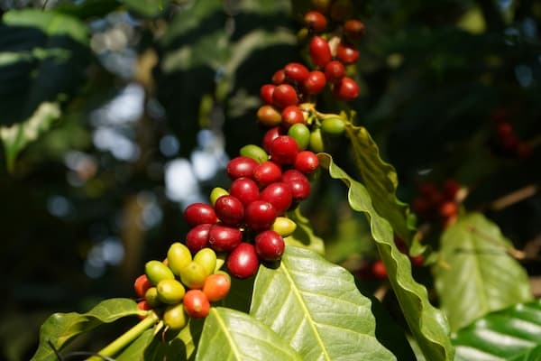 販売されているコーヒー、コーヒー豆、粉のほとんどはアラビカ種
アラビカ種のほかにロブスタ種があり缶コーヒーに使われる
